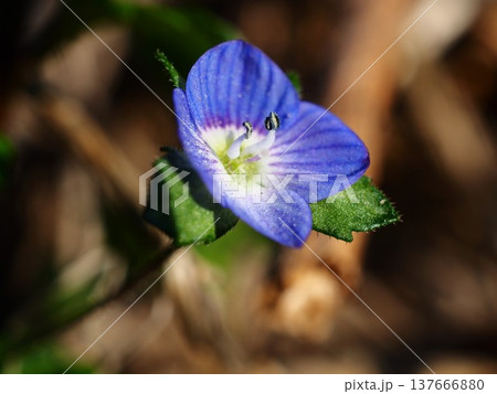 荒川の河川敷に咲くオオイヌノフグリの青い花 荒川の河川敷に咲くオオイヌノフグリの青い花 137666880