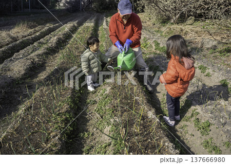 畑で水やりをする祖父と孫 畑で水やりをする祖父と孫 137666980
