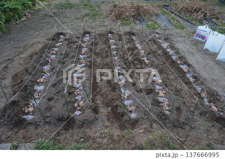 ジャガイモ 137666995