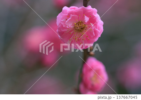 美しいピンクの梅の花 137667045