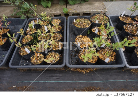 ブルーベリー挿し木 137667127