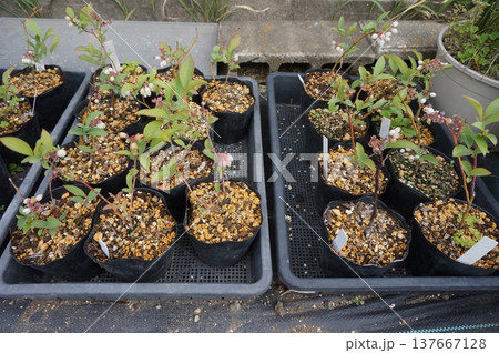 ブルーベリー挿し木 137667128