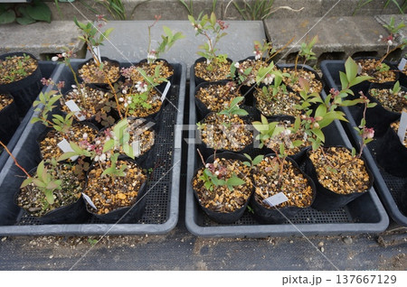 ブルーベリー挿し木 137667129