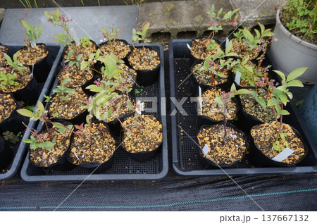 ブルーベリー挿し木 137667132