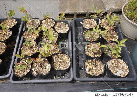 ブルーベリー挿し木 137667147