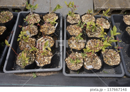 ブルーベリー挿し木 137667148