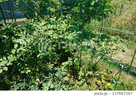 ブルーベリー ブルーベリー 137667167