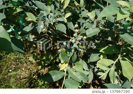 ブルーベリー 137667180