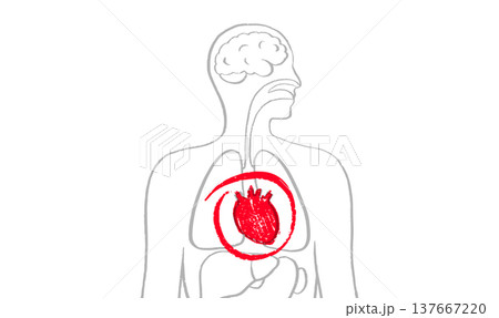 Human heart sketch Human heart sketch 137667220