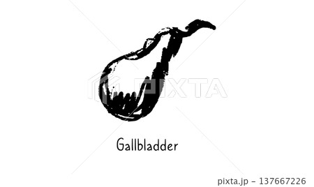 Human Gallbladder Sketch 137667226
