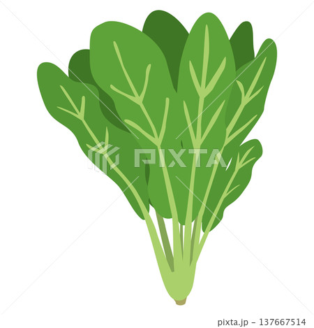 「ほうれん草」野菜・食材のシンプルなイラスト素材 137667514