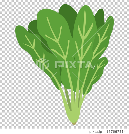 「ほうれん草」野菜・食材のシンプルなイラスト素材 137667514