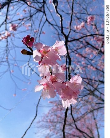 青空と掛川桜 137667869