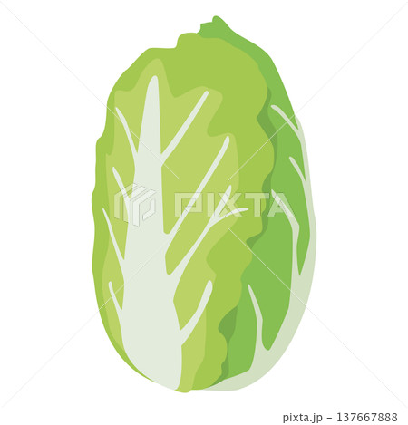 「白菜」野菜・食材のシンプルなイラスト素材 「白菜」野菜・食材のシンプルなイラスト素材 137667888
