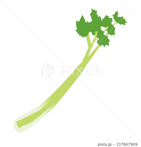 「セロリ」野菜・食材のシンプルなイラスト素材 「セロリ」野菜・食材のシンプルなイラスト素材 137667909
