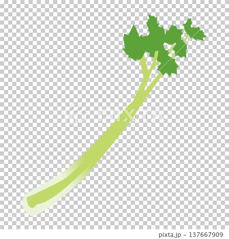「セロリ」野菜・食材のシンプルなイラスト素材 「セロリ」野菜・食材のシンプルなイラスト素材 137667909