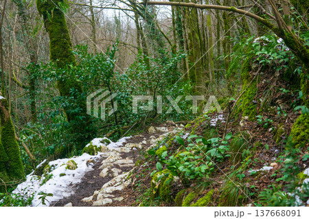 Footpath in the mountain subtropical forest with snow and green trees in winter 137668091