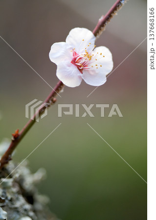 古木の幹から伸びて春の訪れを告げる梅の花 137668166