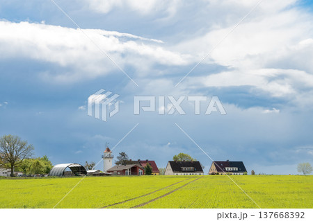rapeseed rapeseed 137668392