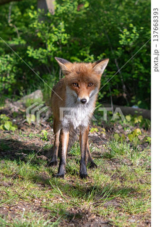 red fox red fox 137668393