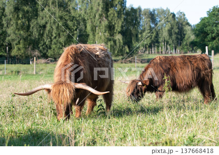 Scottish highland Scottish highland 137668418