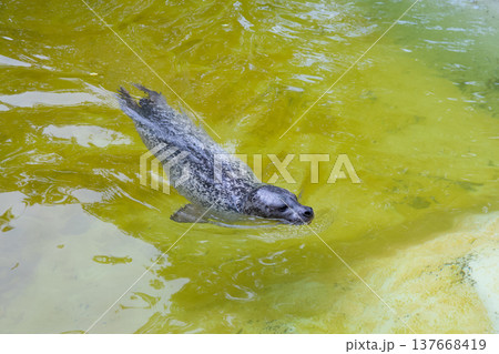 sea lion 137668419