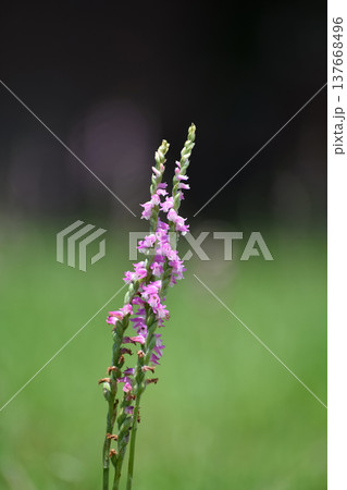 ラン科の野草、ネジバナの花 137668496