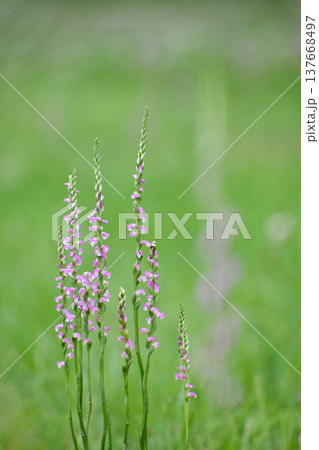 ラン科の野草、ネジバナの花 ラン科の野草、ネジバナの花 137668497