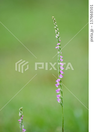 ラン科の野草、ネジバナの花 ラン科の野草、ネジバナの花 137668501
