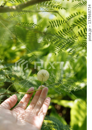 手のひらの上にあるギンネムの白い球状の花 137668734
