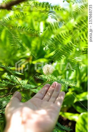 手のひらの上にあるギンネムの白い球状の花 137668735