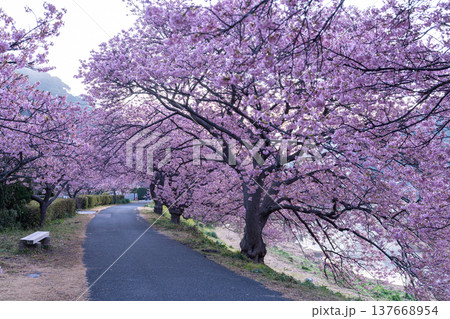 《静岡県》満開の河津桜・南伊豆町の夜明け 137668954