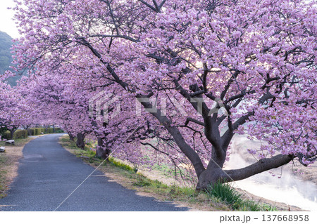 《静岡県》満開の河津桜・南伊豆町の夜明け 《静岡県》満開の河津桜・南伊豆町の夜明け 137668958