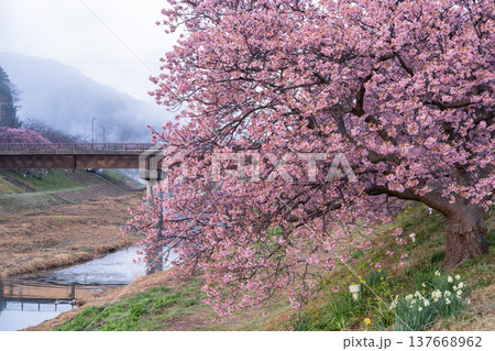 《静岡県》満開の河津桜・南伊豆町の夜明け 137668962