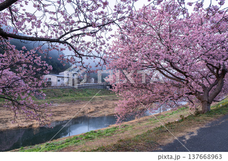 《静岡県》満開の河津桜・南伊豆町の夜明け 《静岡県》満開の河津桜・南伊豆町の夜明け 137668963