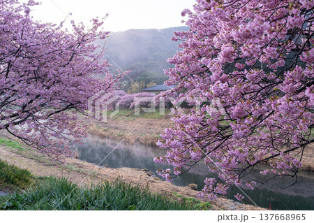 《静岡県》満開の河津桜・南伊豆町の夜明け 137668965