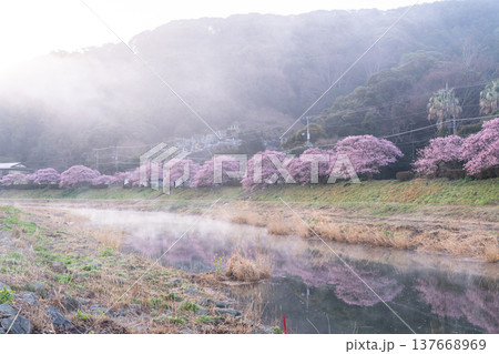 《静岡県》満開の河津桜・南伊豆町の夜明け 137668969