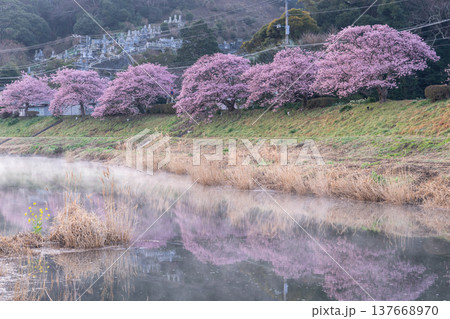 《静岡県》満開の河津桜・南伊豆町の夜明け 《静岡県》満開の河津桜・南伊豆町の夜明け 137668970