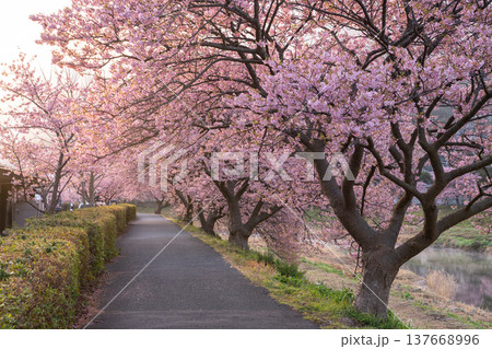 《静岡県》満開の河津桜・南伊豆町の夜明け 137668996