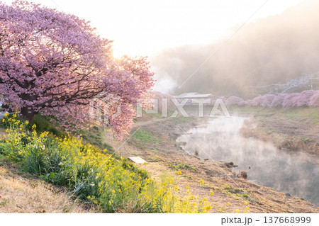《静岡県》満開の河津桜・南伊豆町の夜明け 《静岡県》満開の河津桜・南伊豆町の夜明け 137668999
