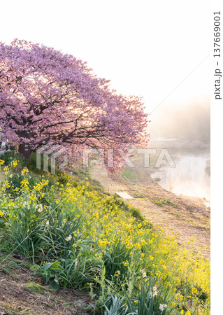 《静岡県》満開の河津桜・南伊豆町の夜明け 137669001