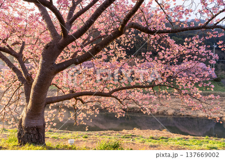 《静岡県》満開の河津桜・南伊豆町の夜明け 《静岡県》満開の河津桜・南伊豆町の夜明け 137669002