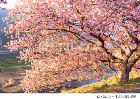 《静岡県》満開の河津桜・南伊豆町の夜明け 《静岡県》満開の河津桜・南伊豆町の夜明け 137669004