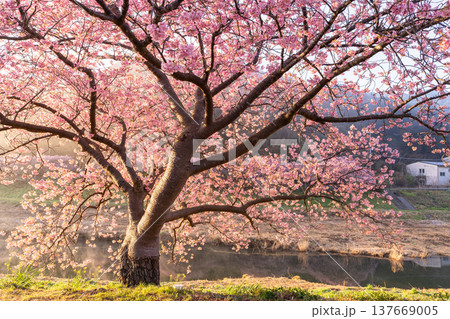 《静岡県》満開の河津桜・南伊豆町の夜明け 《静岡県》満開の河津桜・南伊豆町の夜明け 137669005