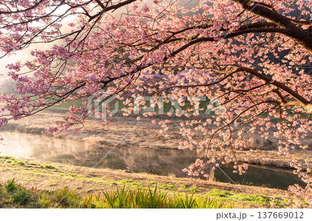 《静岡県》満開の河津桜・南伊豆町の夜明け 《静岡県》満開の河津桜・南伊豆町の夜明け 137669012