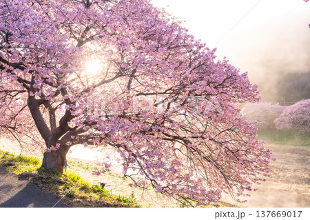《静岡県》満開の河津桜・南伊豆町の夜明け 137669017