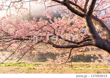 《静岡県》満開の河津桜・南伊豆町の夜明け 《静岡県》満開の河津桜・南伊豆町の夜明け 137669018