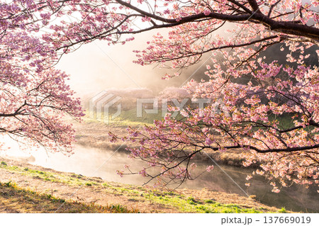 《静岡県》満開の河津桜・南伊豆町の夜明け 137669019