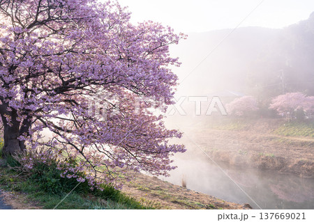 《静岡県》満開の河津桜・南伊豆町の夜明け 《静岡県》満開の河津桜・南伊豆町の夜明け 137669021