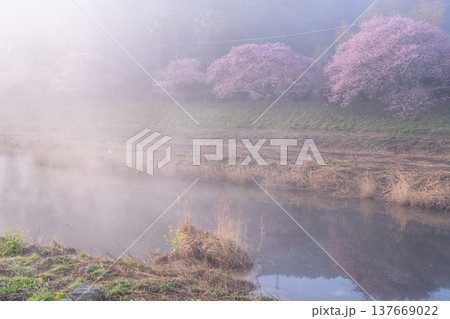 《静岡県》満開の河津桜・南伊豆町の夜明け 137669022